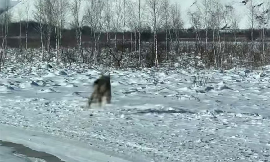 猞猁5.jpg