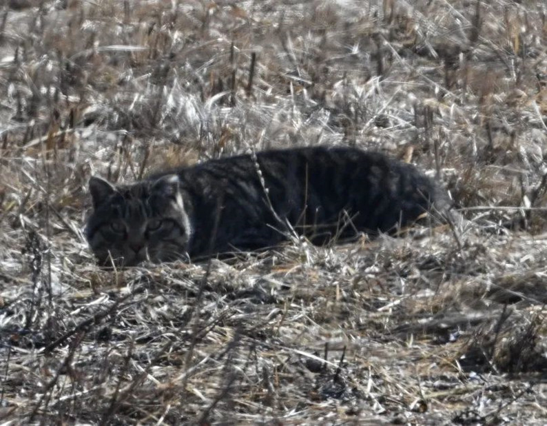 草原斑猫2.jpg